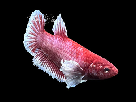 Dumbo Halfmoon Female Betta | Live Sale F3