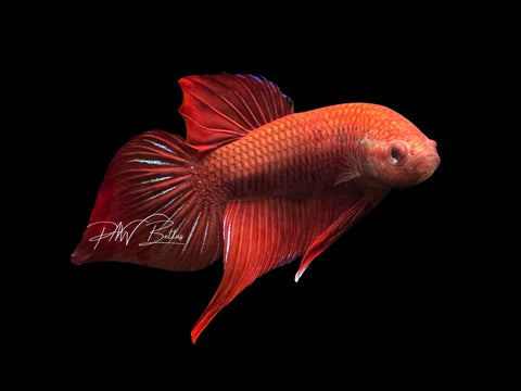 Hybrid Red Wild Type Pair | P2
