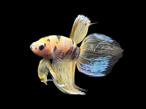 Yellow Koi Veiltail Male Betta | M2840