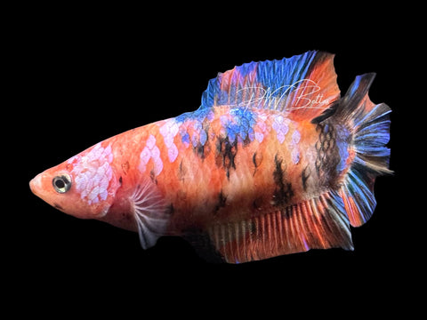 Candy DTHM Female Betta | Live Sale F5