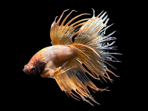 Yellow Crowntail Male Betta | M3086