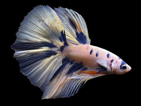 Blue Marble Halfmoon Male Betta | M2570