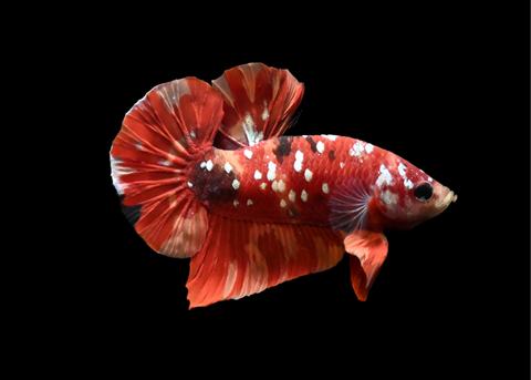 Red Copper Galaxy HMPK Male Betta | 5216