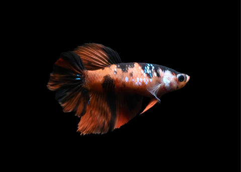 Galaxy Koi Female Halfmoon Betta | 5203