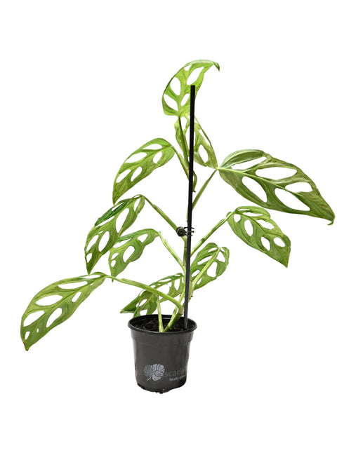 Monstera Adansonii Mint 4” (WYSIWYG)