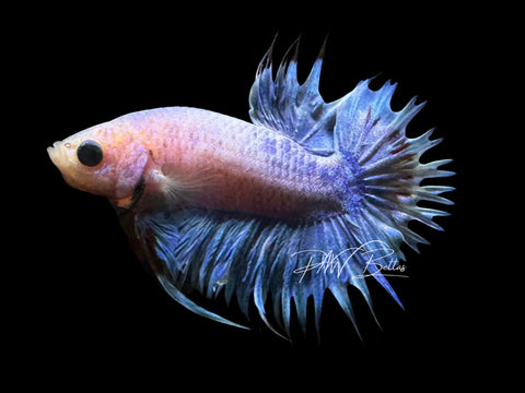 Grizzle CTPK Male Betta | M2837