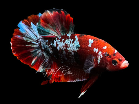 Red Galaxy HMPK Male Betta | M2792