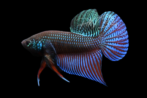 Smaragdina Betta | Wild Bettas
