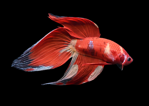 Nemo Veiltail Male Betta | 5265