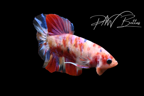 Koi Galaxy HMPK Male Betta | M5100