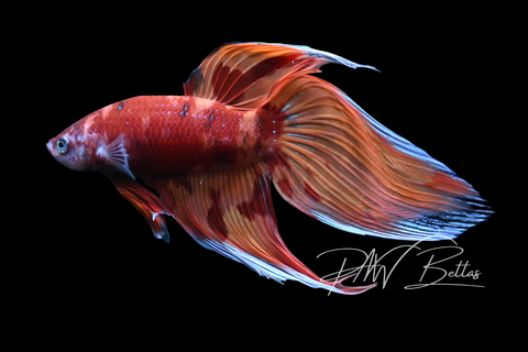 Nemo Veiltail Male Betta | M5040