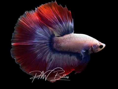 Mascot Halfmoon Male Betta | M3034