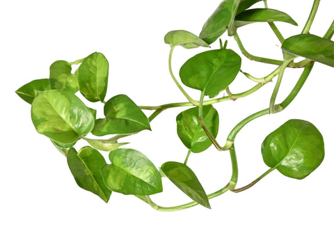 Global Green Pothos 4”