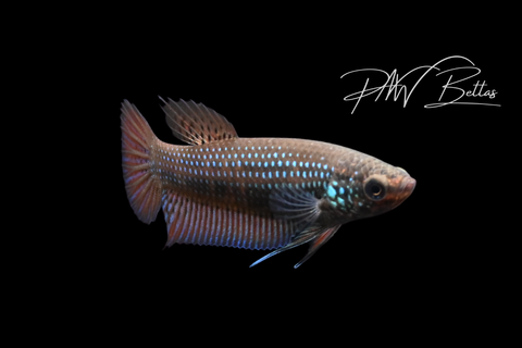 Smaragdina Female | Franks Bettas Wild Type | FW110