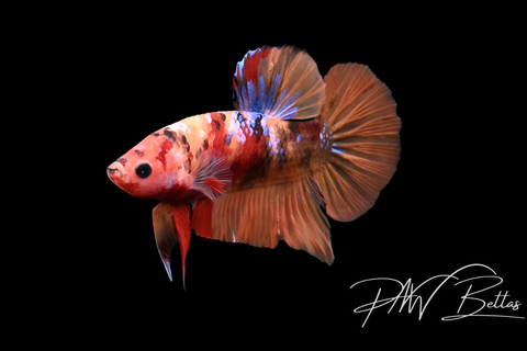 Nemo Galaxy HMPK Male Betta | 5131