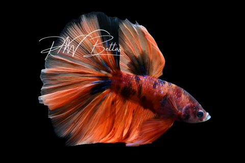 Candy Halfmoon Male Betta | M5000