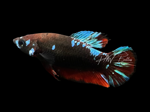 Avatar HMPK Female Betta | F2324