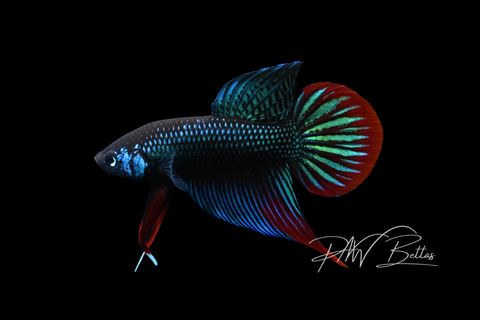 Imbellis Green Male | Franks Bettas Wild Type | FW105