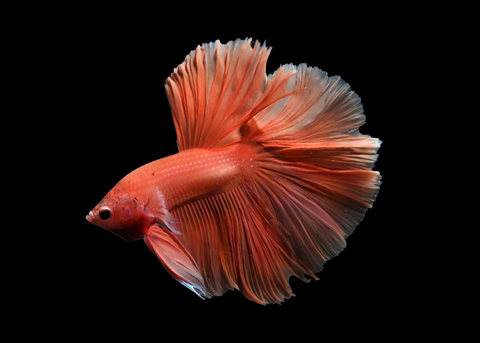 Super Orange Halfmoon Male Betta | 5266