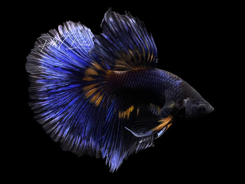 Mustard Super Delta Male Betta | M3077