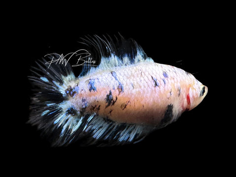 Blue Marble DTCTPK Female Betta | F2807
