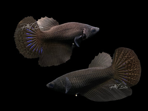 Black Halfmoon Female Betta