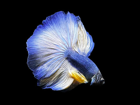Mustard Halfmoon Male Betta | LM5