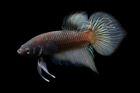 Hybrid Wild Type Plakat Male Betta | M2903