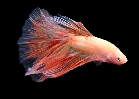 Armageddon Halfmoon Male Betta | 5260