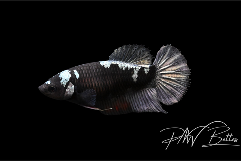 Copper Avatar HMPK Female Betta | 5136