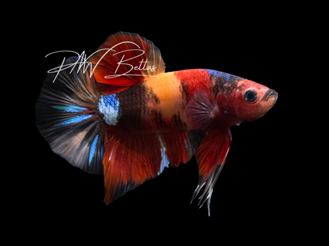 Koi HMPK Male Betta | M3025