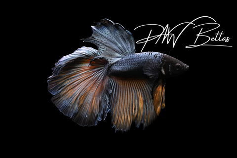 Mustard Delta Male Betta | 5159
