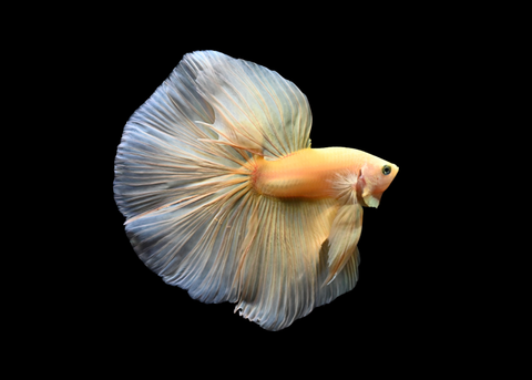 Super Yellow Halfmoon Male Betta | 5274