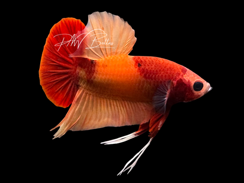 Nemo HMPK Male Betta | M3071
