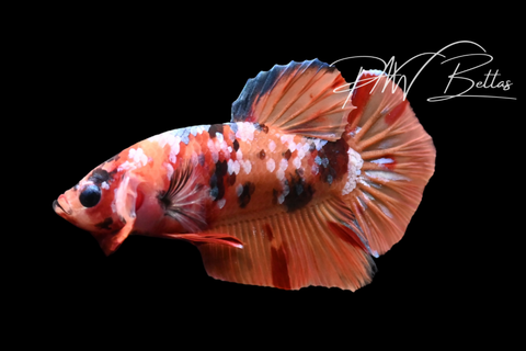 Koi Galaxy HMPK Male Betta | M5106