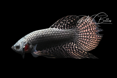 Copper Alien Male | Franks Bettas Wild Type | FW117