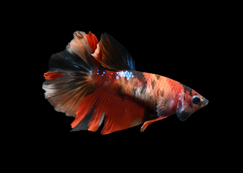 Nemo Halfmoon Female Betta | 5190