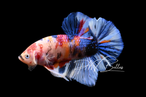 Candy HMPK Male Betta | M5005