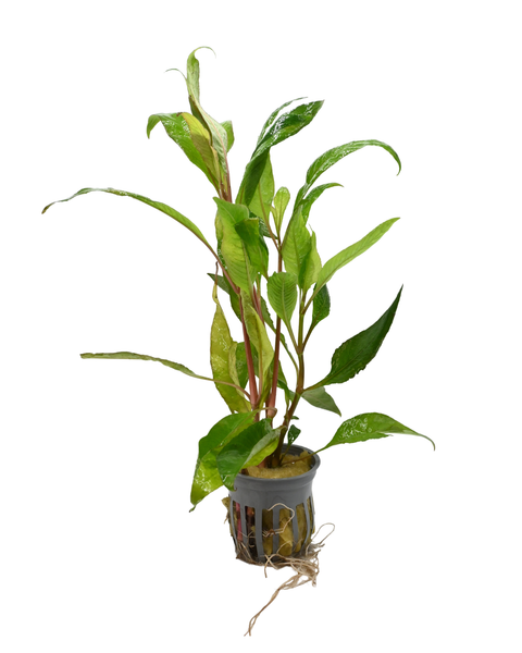 Green Temple | Hygrophila corymbosa