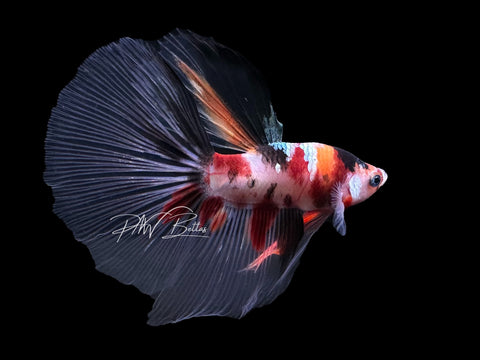 Marble HM Male Betta | LM14