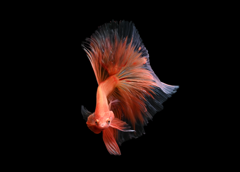 Armageddon Halfmoon Male Betta | 5191