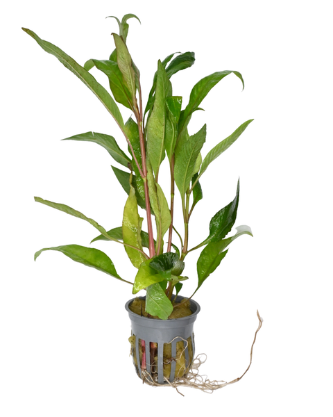 Green Temple | Hygrophila corymbosa