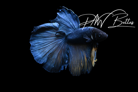 Mustard Delta Male Betta | 5159