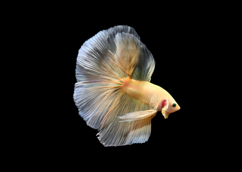 Super Yellow Halfmoon Male Betta | 5274