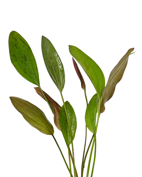 Chocolate Marble Sword | Echinodorus sp