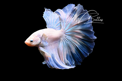 Fancy Marble Halfmoon Male Betta | M5006