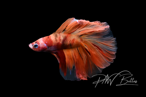 Nemo DTHM Male Betta | M5047
