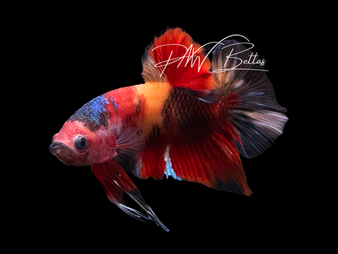 Koi HMPK Male Betta | M3025