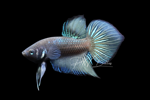 Hybrid Wild Type Plakat Male Betta | M2903