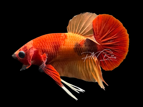 Nemo HMPK Male Betta | M3071